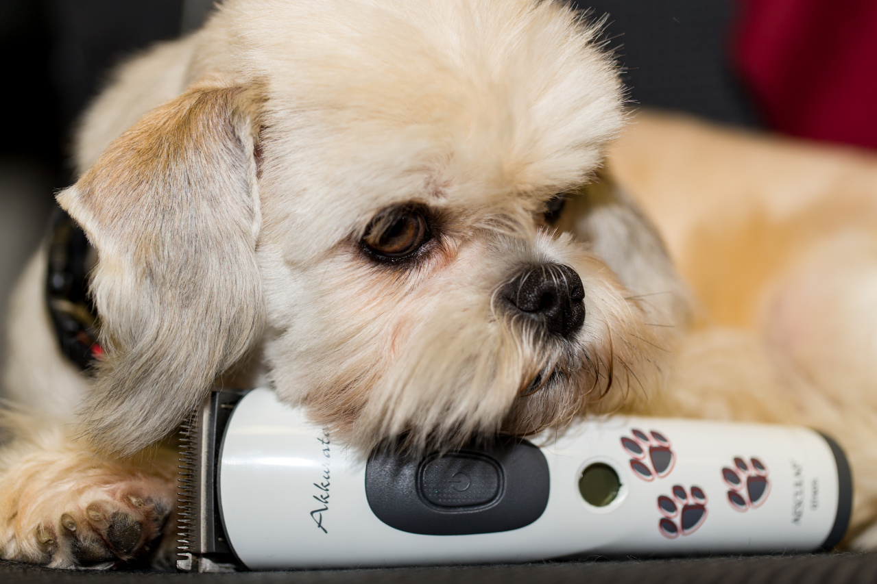 Pejsek si opírá bradu o stříhací strojek Aesculap Exacta